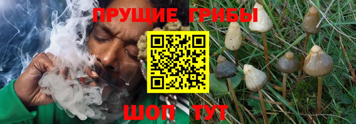 Псилоцибиновые грибы ЛСД  Псилоцибиновые грибы ЛСД  Рузаевка  Вход с VPN 